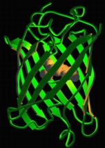 GFP structure