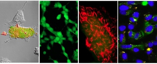fluorescent cells