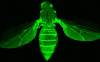 GFP Fly