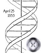 1953 DNA