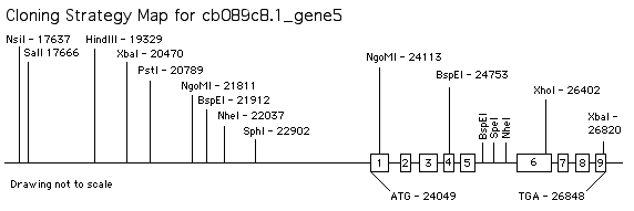 cb089c8.1_gene5