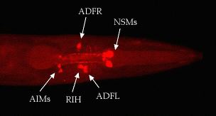 Serotonergic neurons in C. elegans head