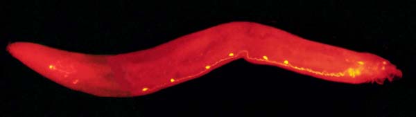 Serotonergic neurons in male C. elegans