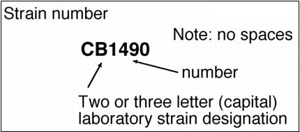 strain designation example
