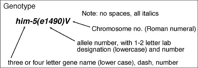 genotype example