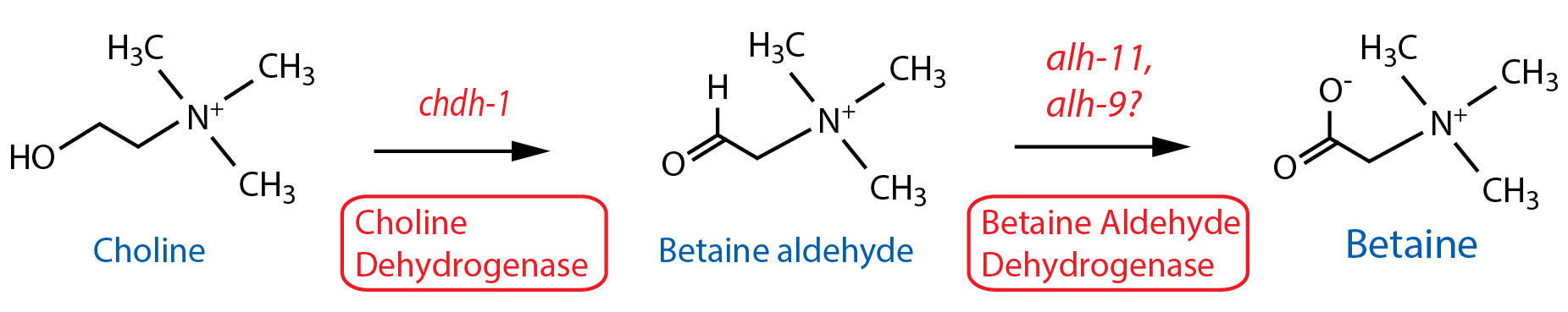betaine synthesis