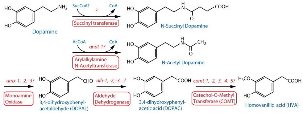dopamine oxidation