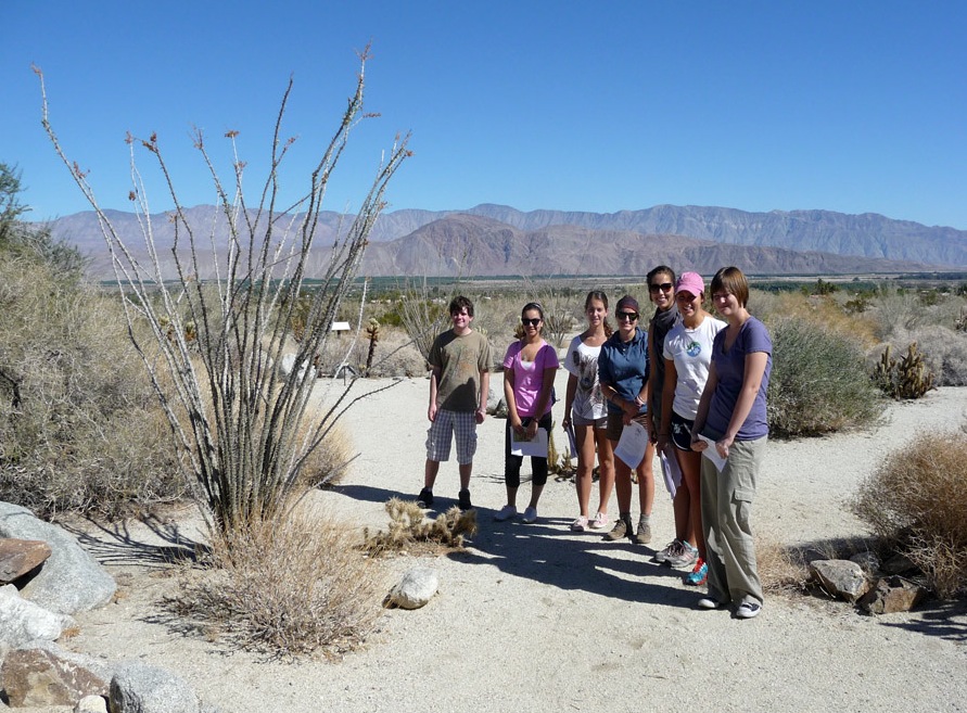 Low Desert Plants