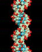 B DNA