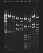 Agarose Gel