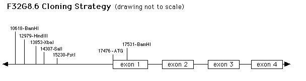 F32G8