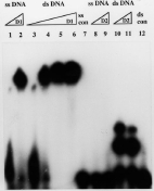 1953 DNA