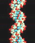 B DNA