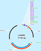 Plasmid Vector