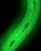 pah-1_GFP
