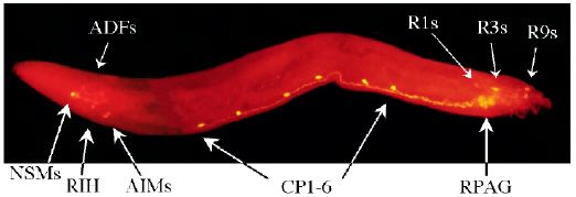 Serotonergic neurons in male C. elegans