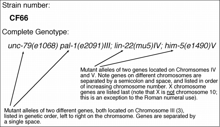 strain nomenclature example 2