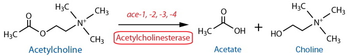 acetylcholine catabolism