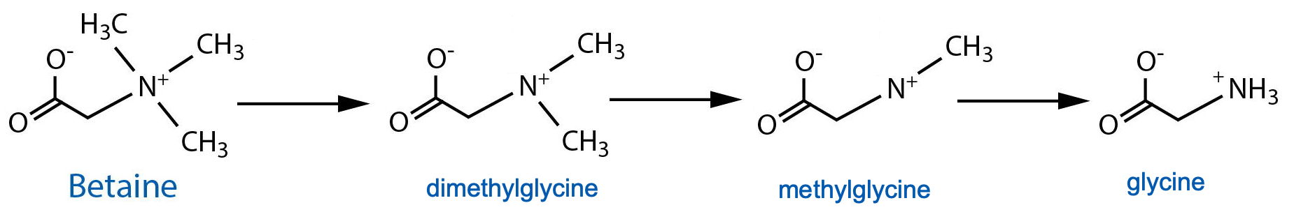 betaine catabolism