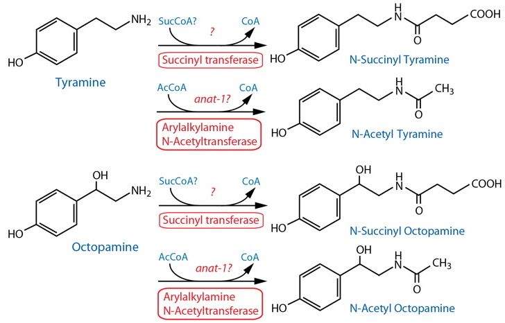 octopamine succinylation