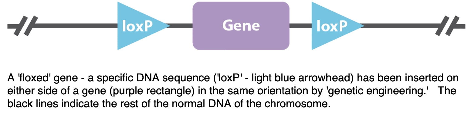 floxed gene