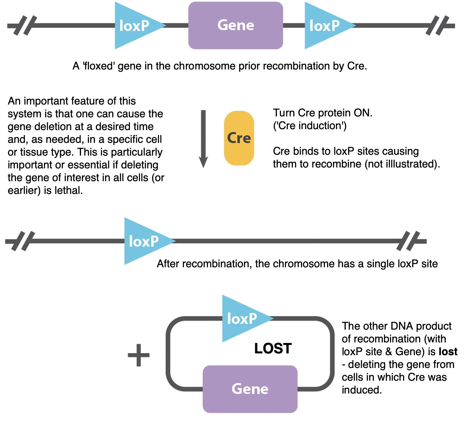 floxed gene