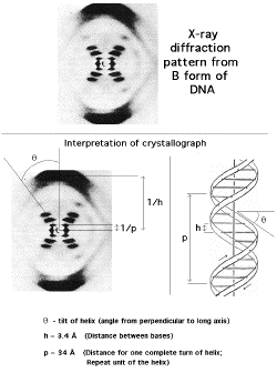 DNA