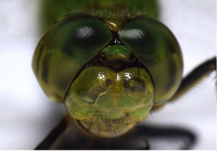Eyeless Insect 3